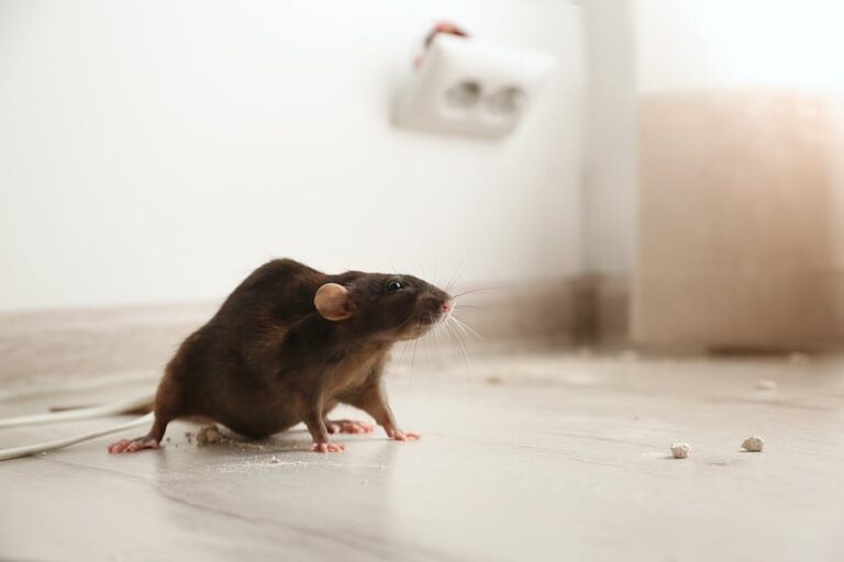 Post-Extermination Precautions: Ensuring Safety After Rodent Removal